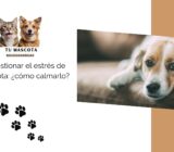 Saber gestionar el estrés de tu mascota: ¿cómo calmarlo?