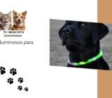 Los diferentes tipos de accesorios luminosos para nuestros perros