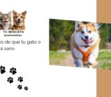 10 señales de que tu gato o perro está sano
