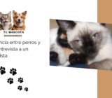 Convivencia entre perros y gatos: entrevista a un conductista